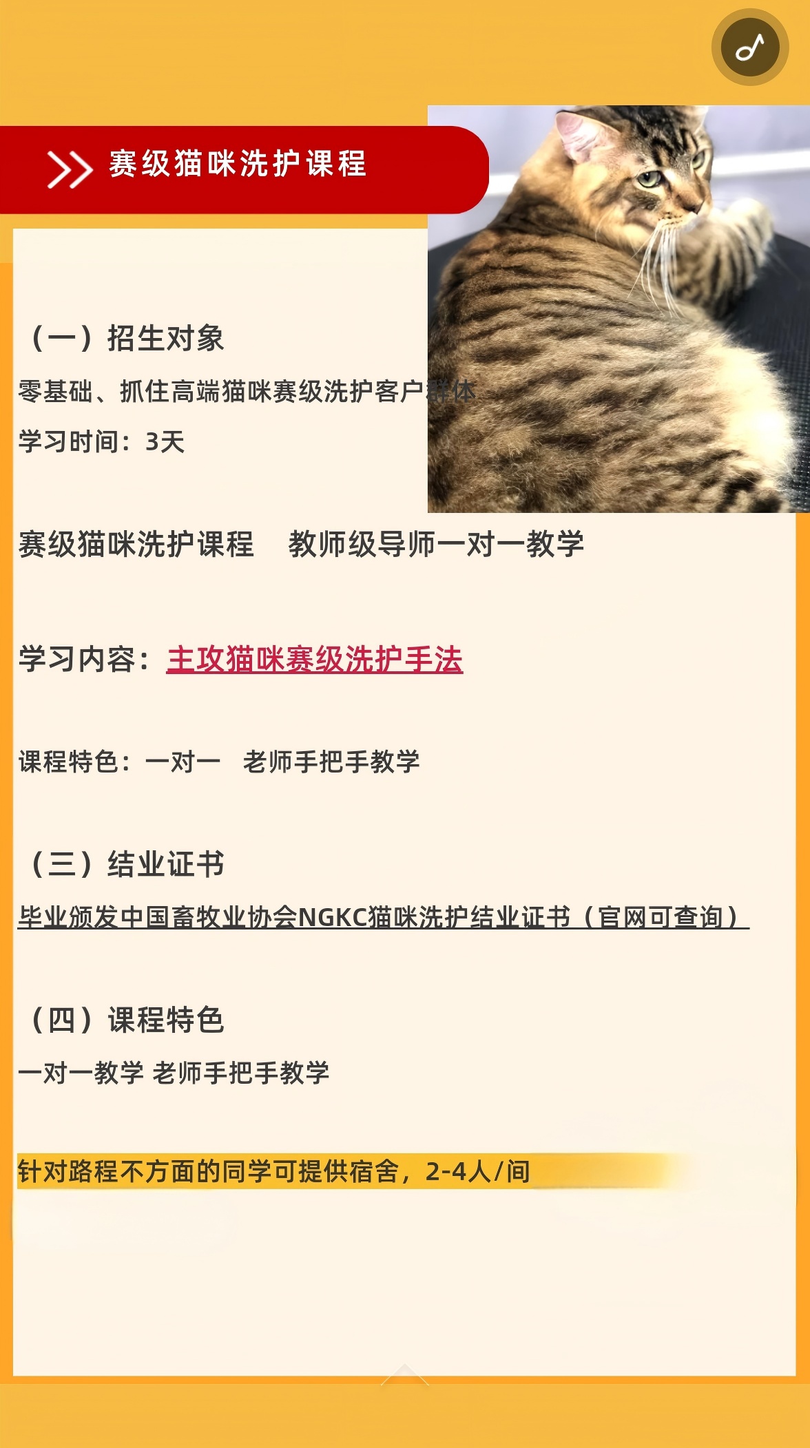 赛级猫咪洗护