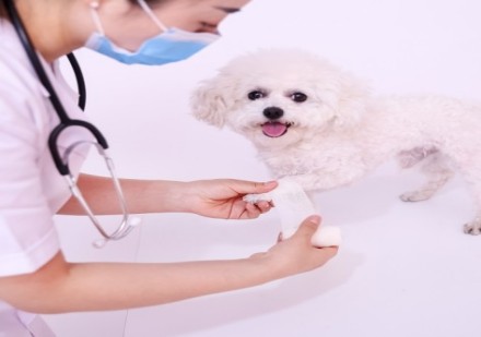 宠物医疗与护理课程