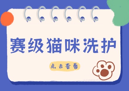 赛级猫咪洗护