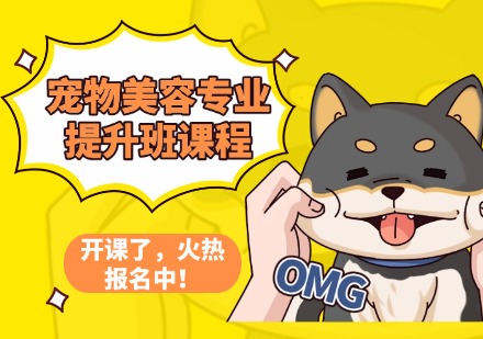 宠物美容专业提升班课程