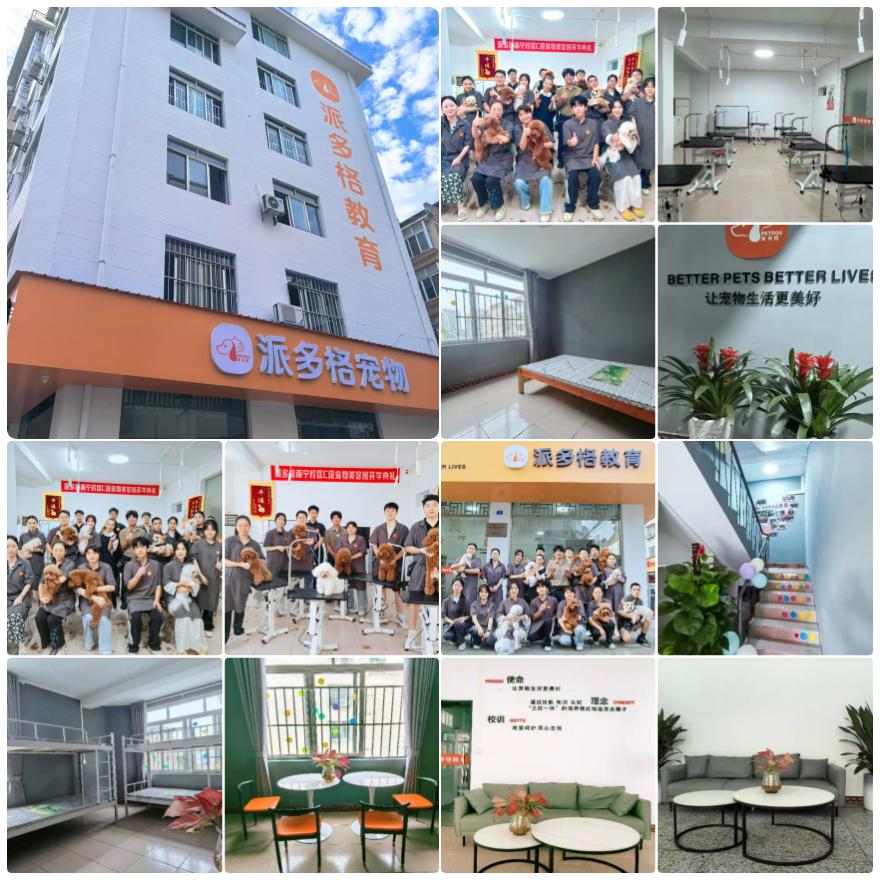 2026广西南宁宠物美容培训机构排行榜公布,优质院校榜首推荐一览