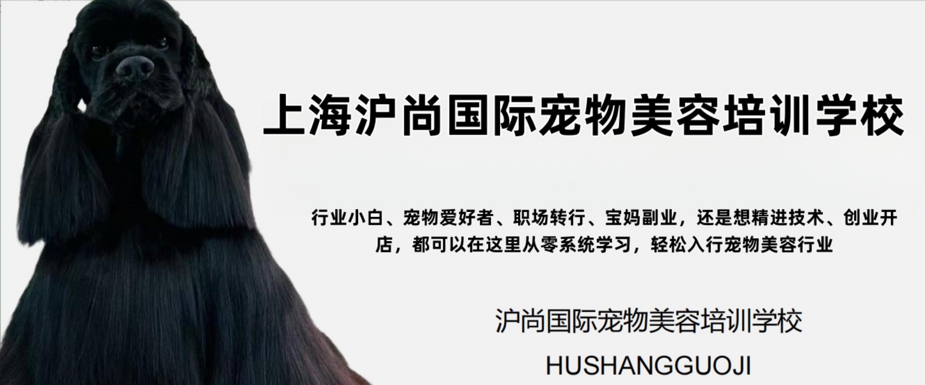 一览|上海市宠物美容培训机构排行榜单一览