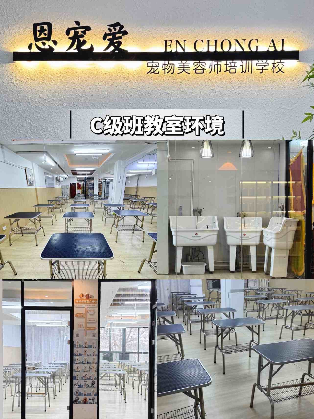 2026河南郑州从各方面对比,宠物美容培训机构哪家最出色