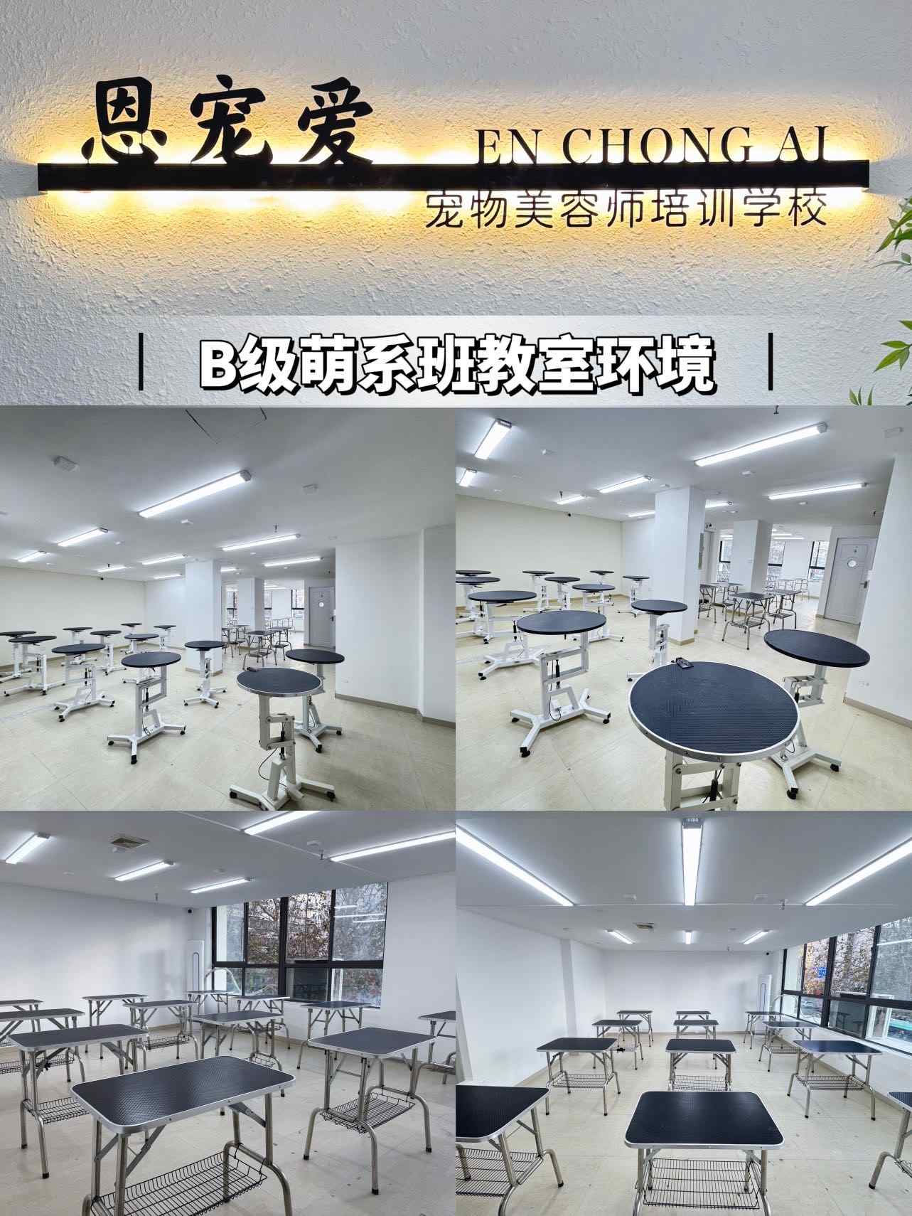 2026郑州市宠物美容培训机构实力对比,这家值得选