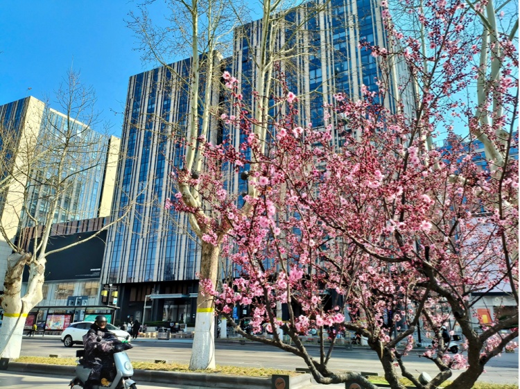 山东诺诚留学校区