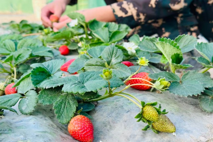 揭阳明德教育校区环境图片