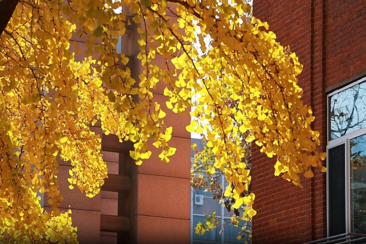 青岛知衡数字技术培训