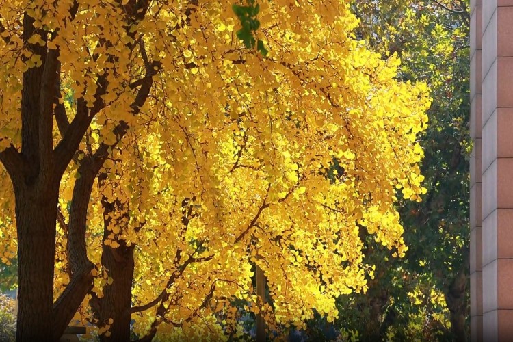 青岛知衡数字技术培训