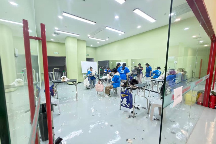 经典国际宠物美容培训学校（江北校区）